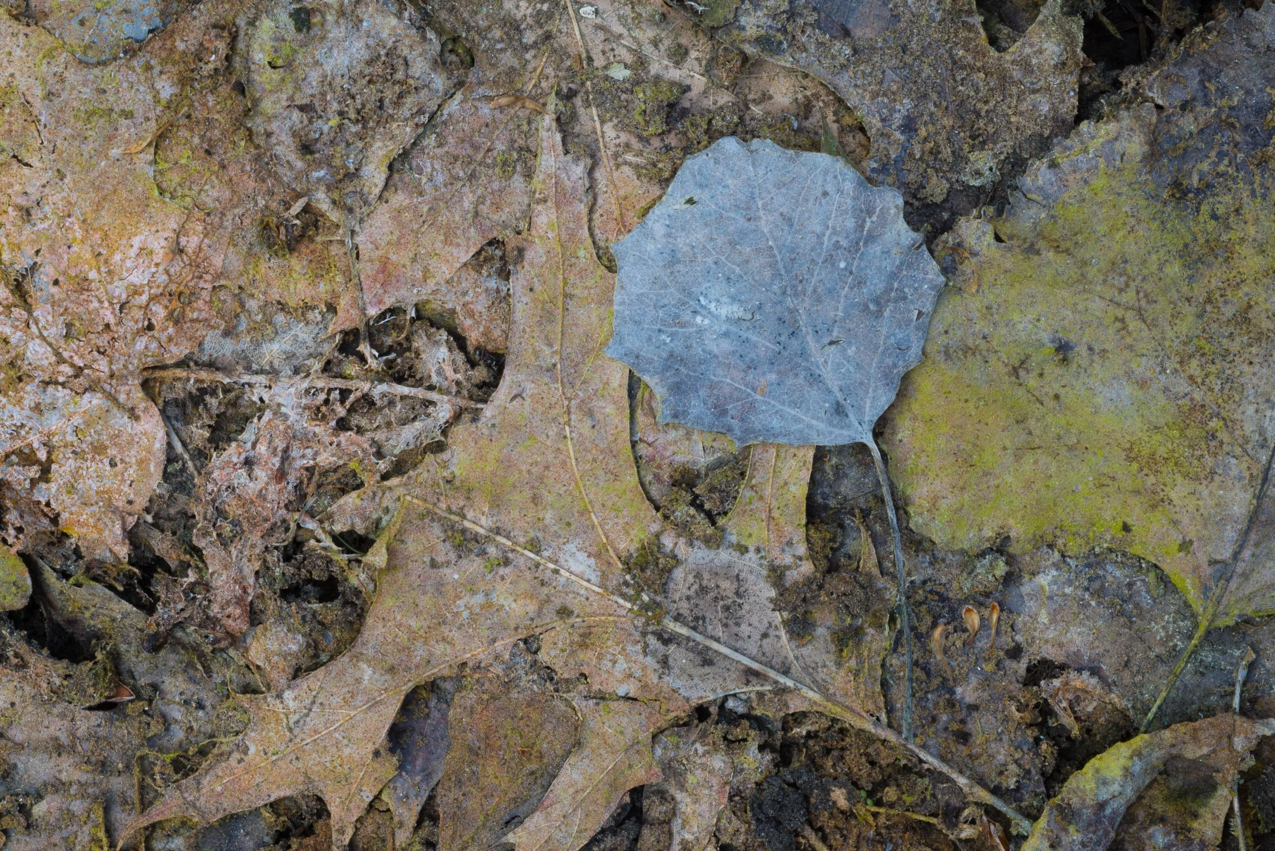 Trembling Aspen and Black Oak Leaves, Spring, High Cliff State Park, Wisconsin
