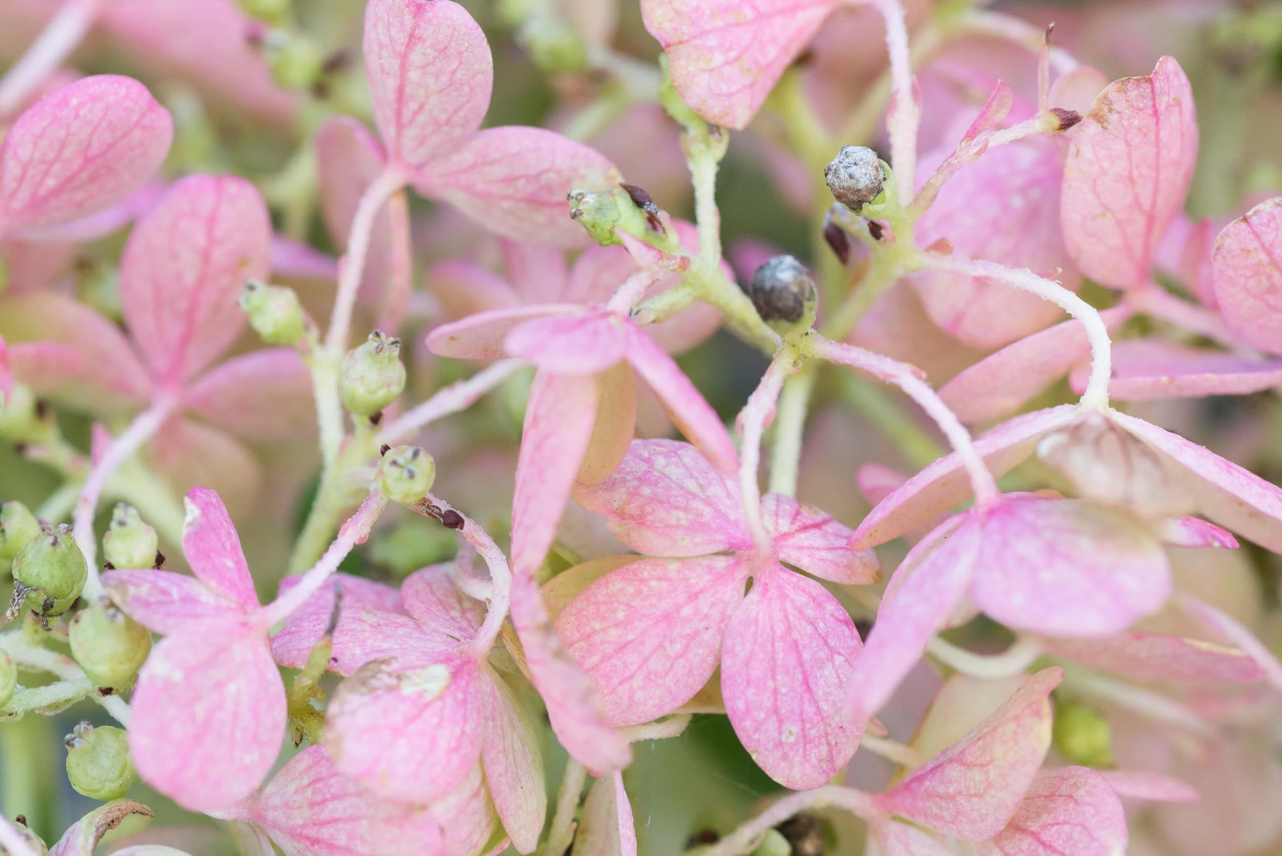Hydrangea Petals, Appleton, Wisconsin