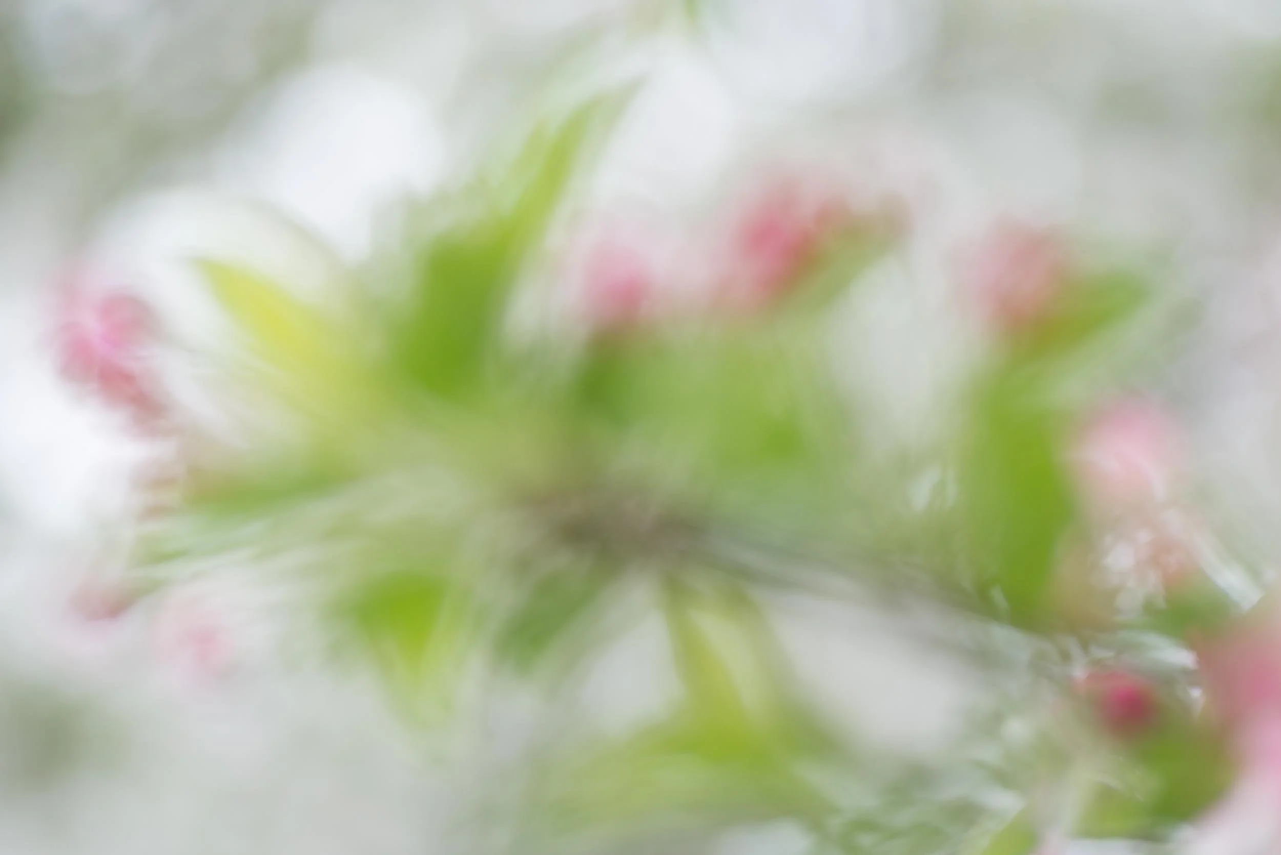Apple Blossoms, Impression, Plamann Park, Wisconsin