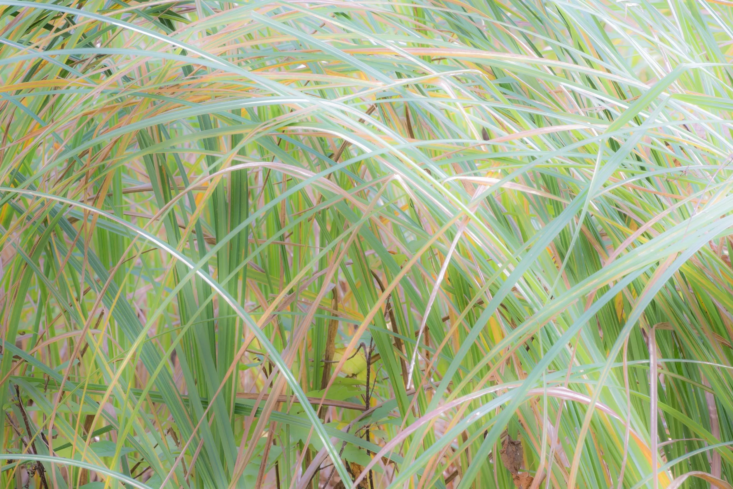 Tall Grass Near Bartz Pond, Heckrodt Wetland Reserve, Wisconsin