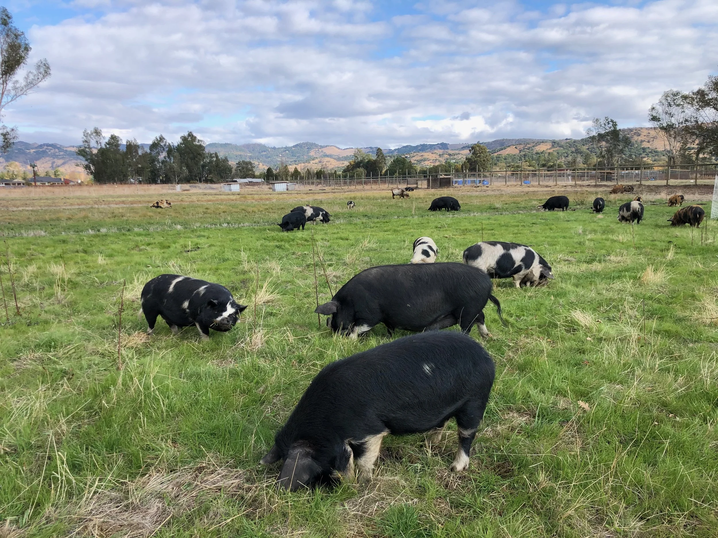 He has served his community as a pig farmer...