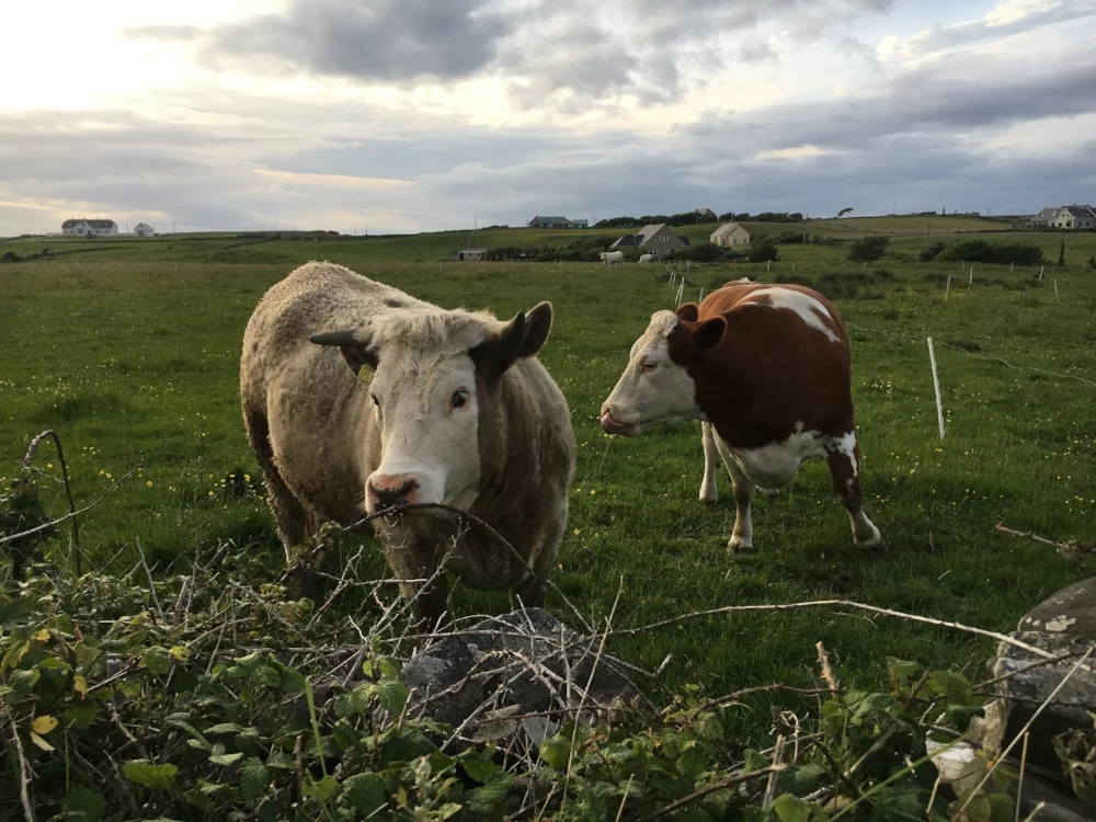 The joy is in the laughter