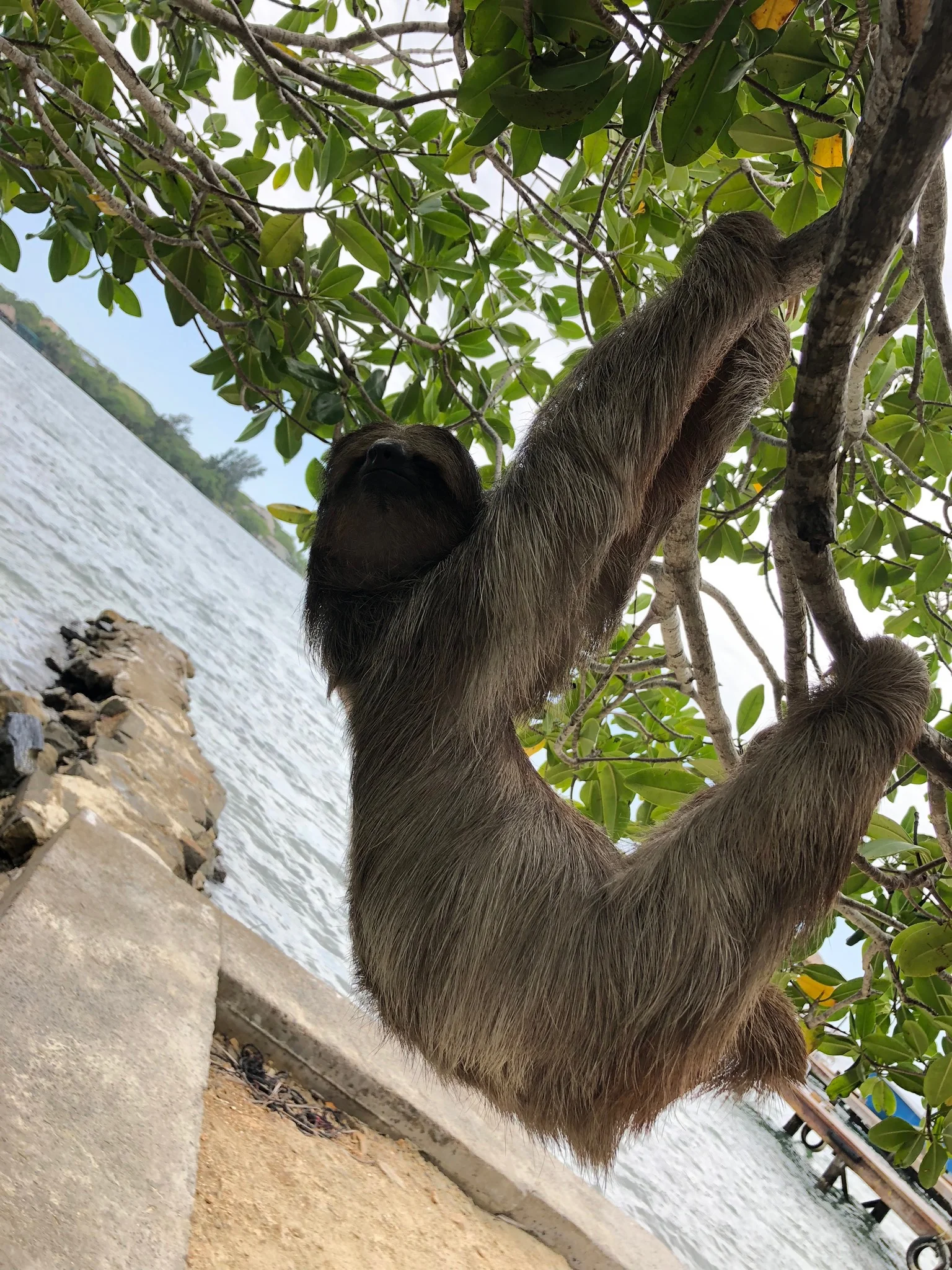 The joy is in the sloths