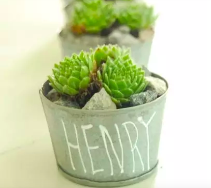 plants.png