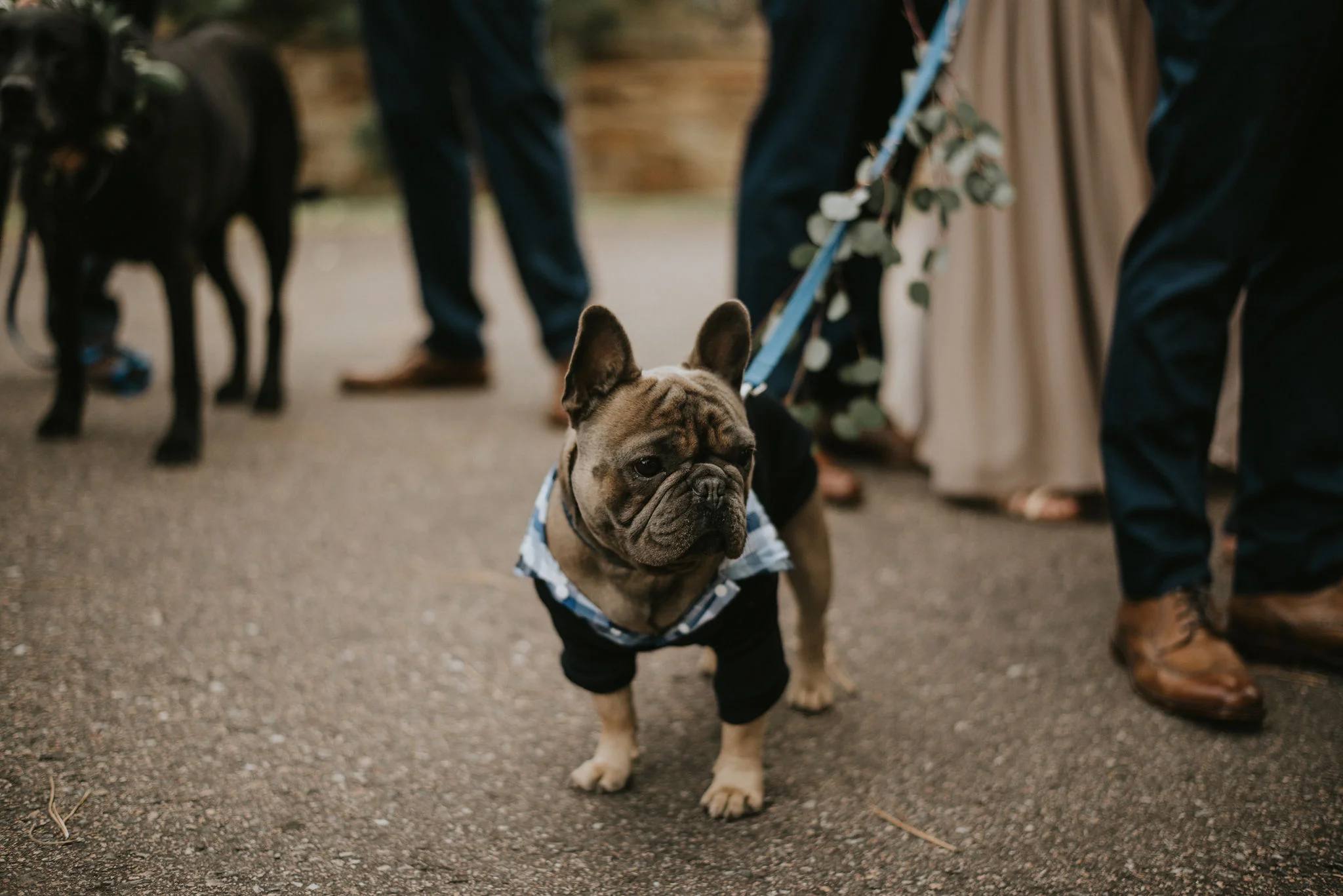 Should We Include Our Dog at Our Wedding? - Expert Wedding Planning Advice