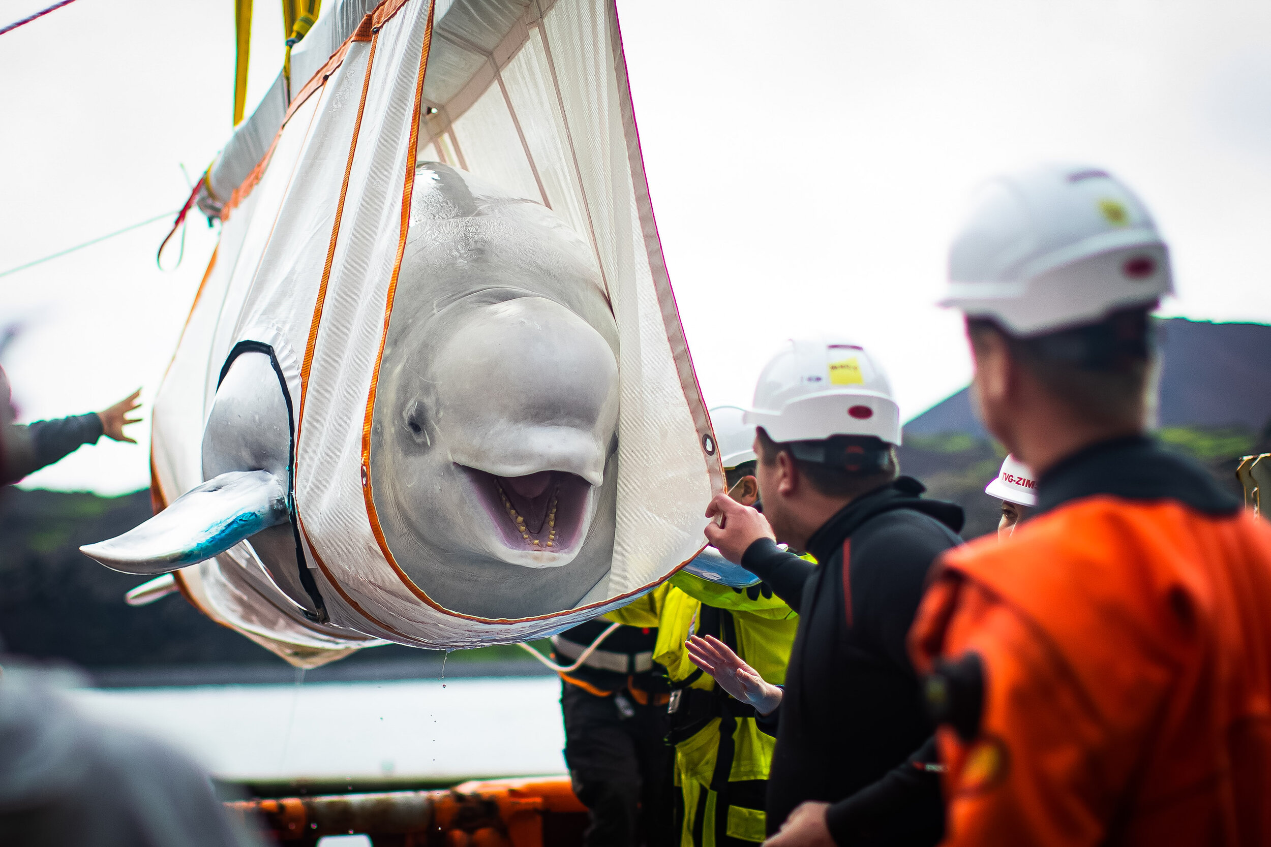  The Sea Life Trust team transfer Little Grey, one of two beluga whales, from a tugboat to their bayside care pool, for a short period of time to acclimatise to their new natural environment at the open water sanctuary in Klettsvik Bay in Iceland, 07