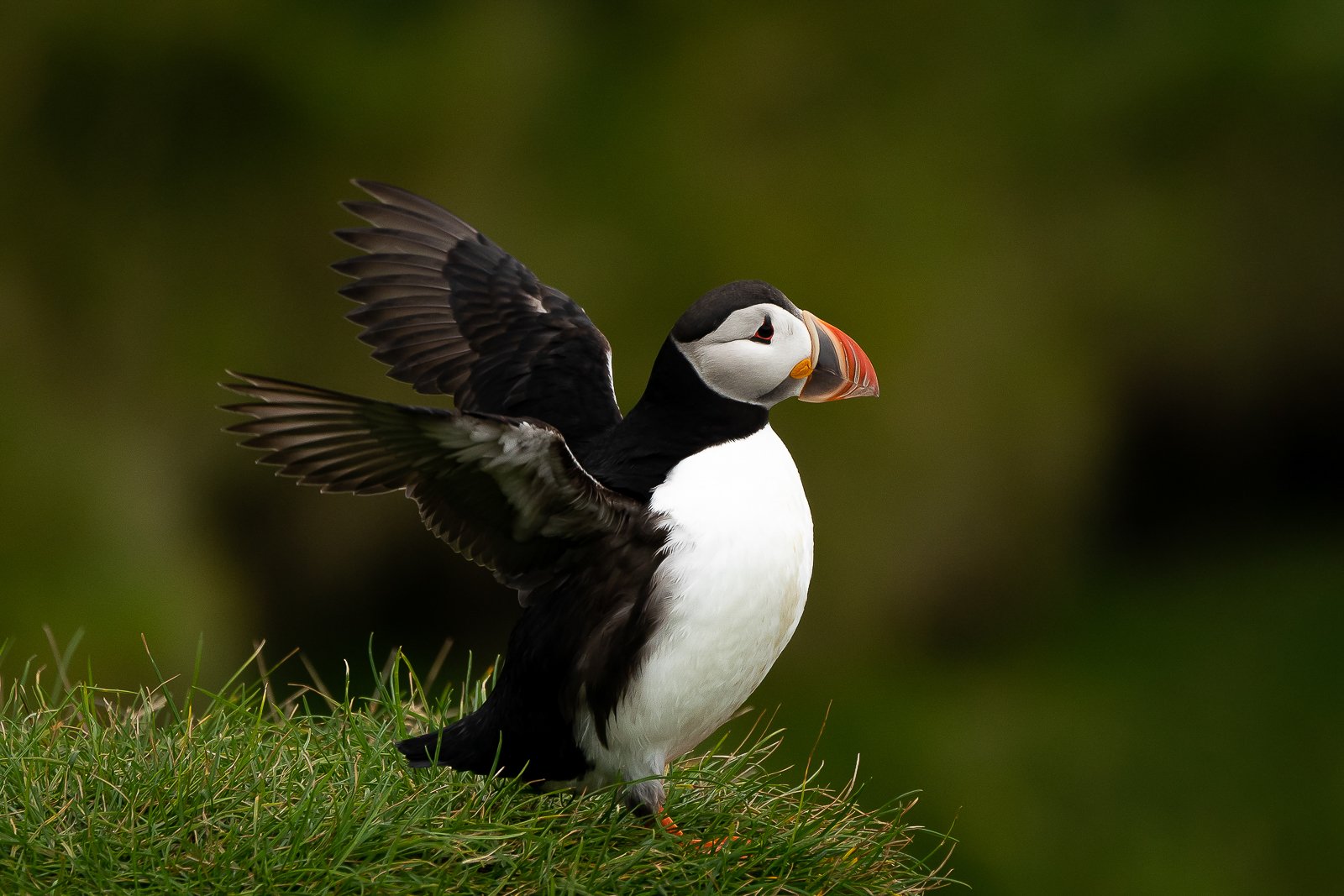 Puffin Patrol _  (17).jpg