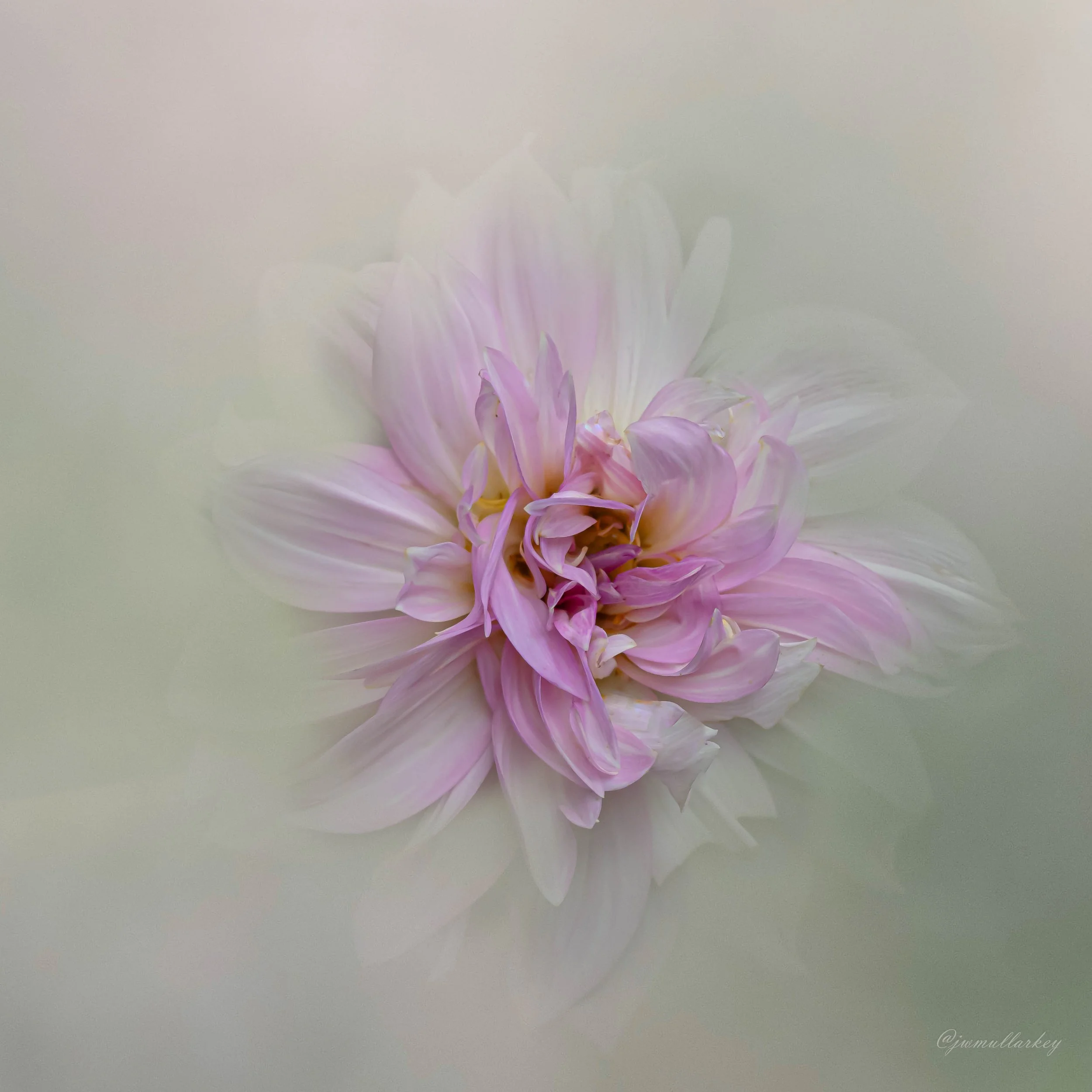 Hot Mess Purple Dahlia