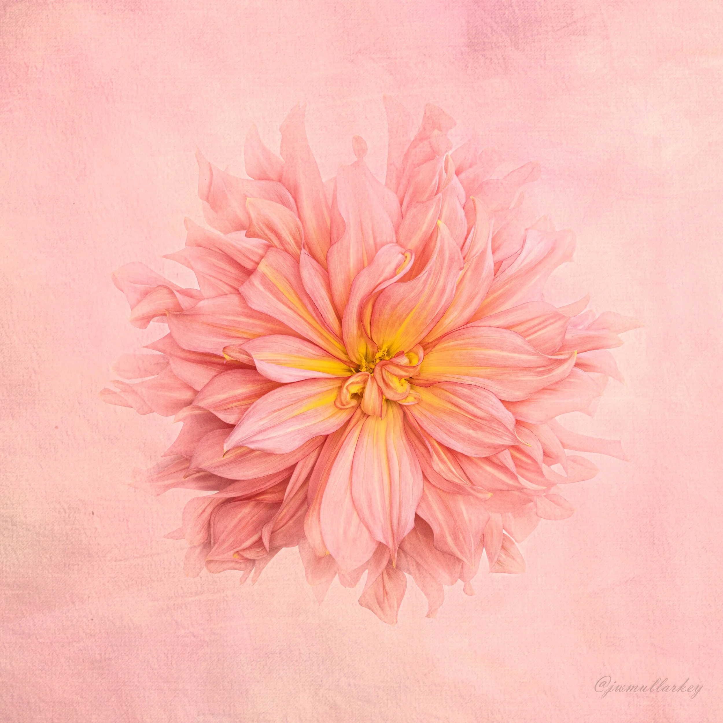 Pink Dahlia
