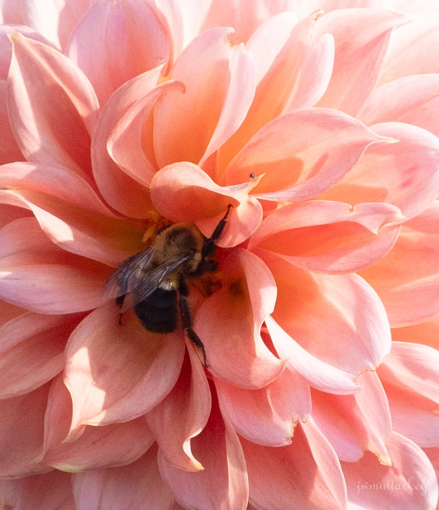 untitled (74 of 103).JPG