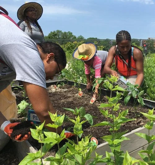 Aug 24 | Bloomin' in S.E. Gardening Workshop at Martha's Table