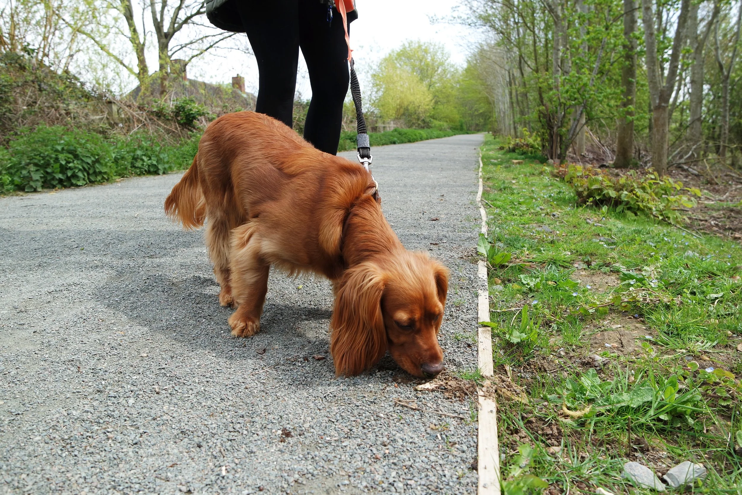 JUNE 13 | Laced Up Leashed Up Walk Through Anacostia Park