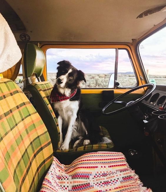 vw camper dog bed