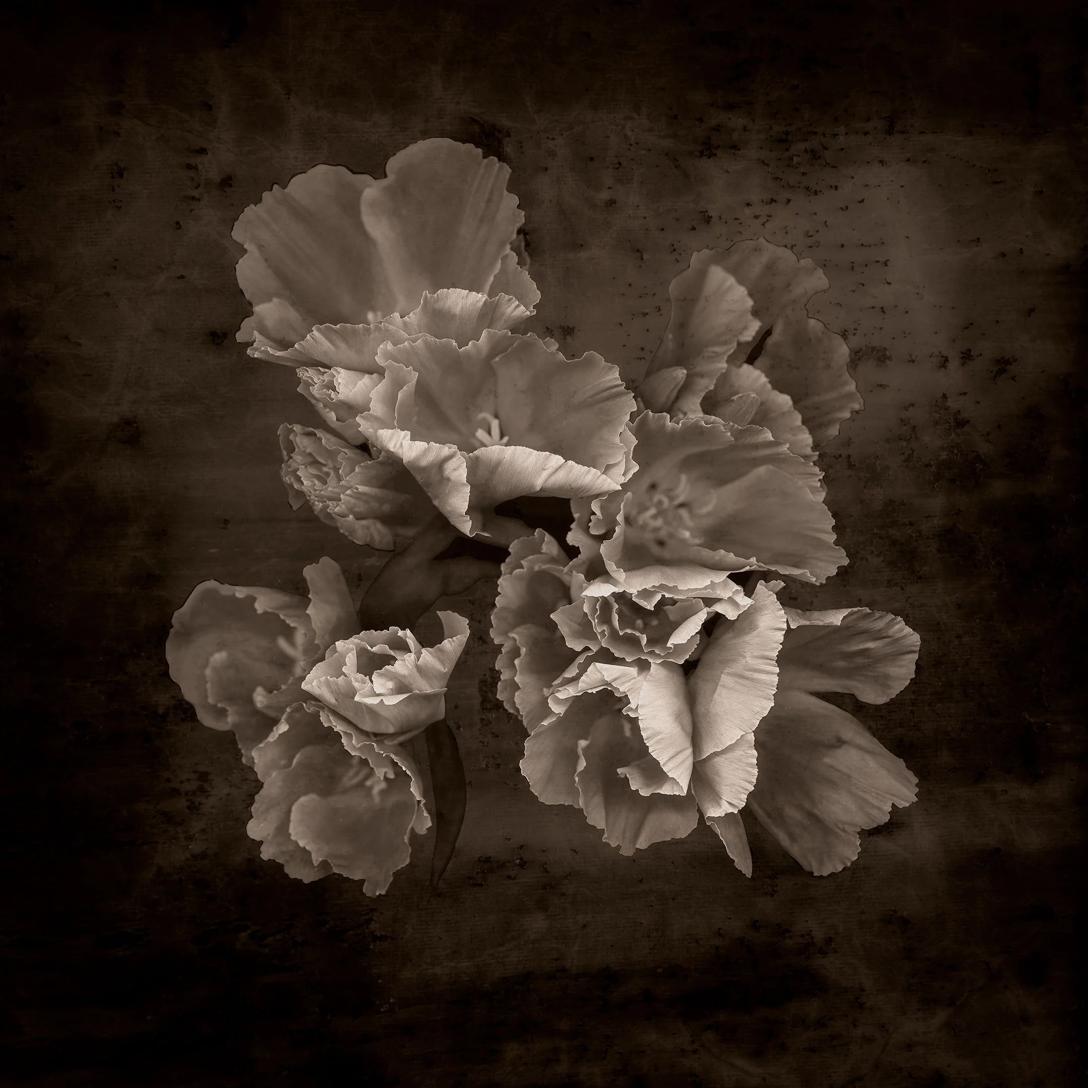 red_flower_08_24x24-testD.jpg