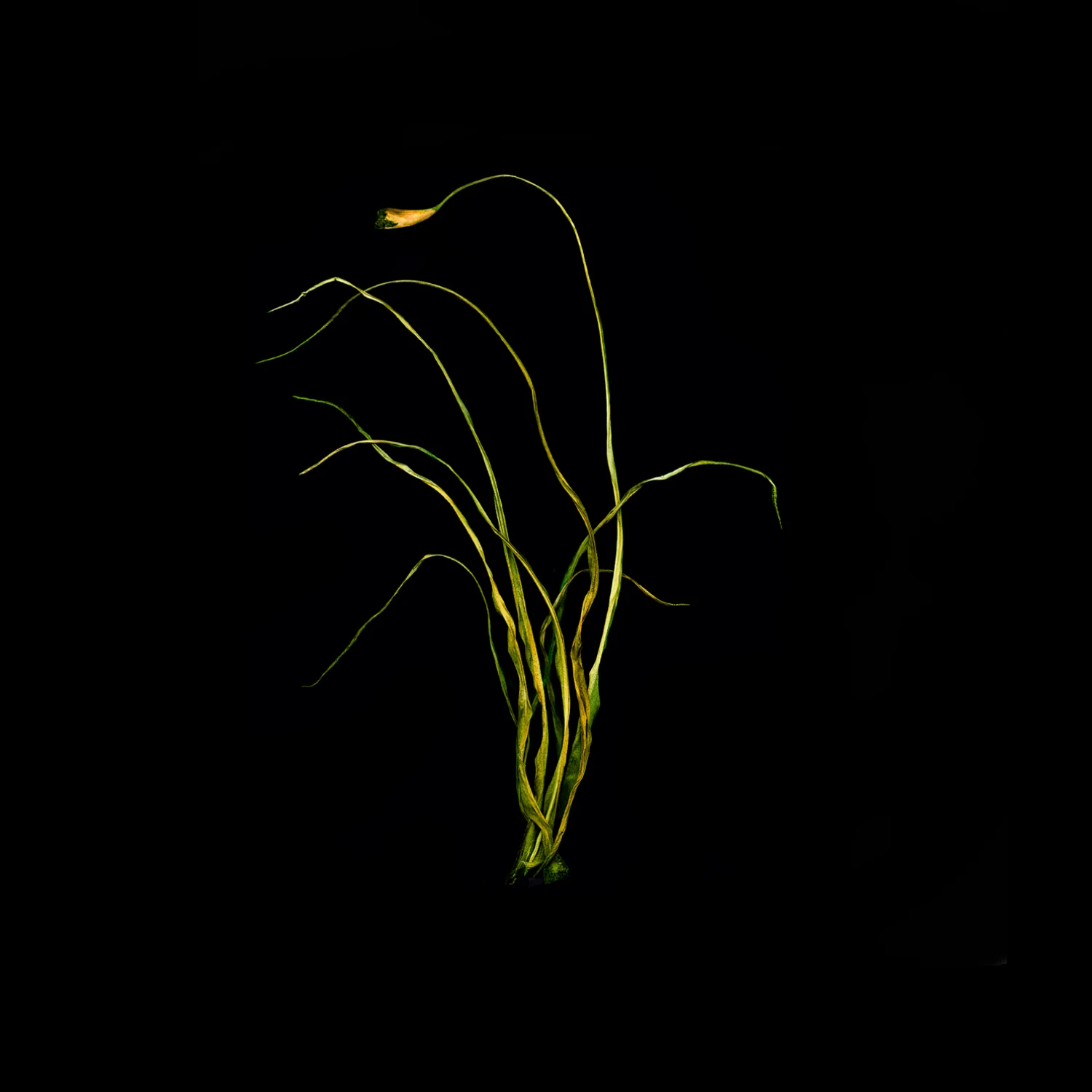 bamboo_20-B.jpg