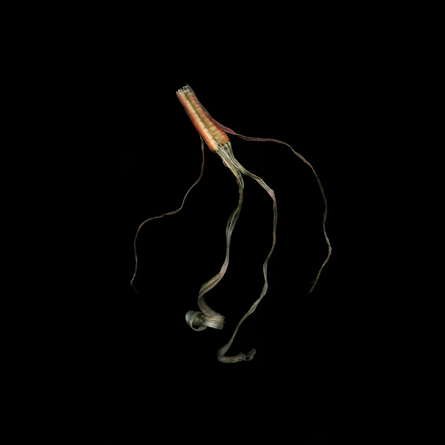 chard_jellies_004D.jpg