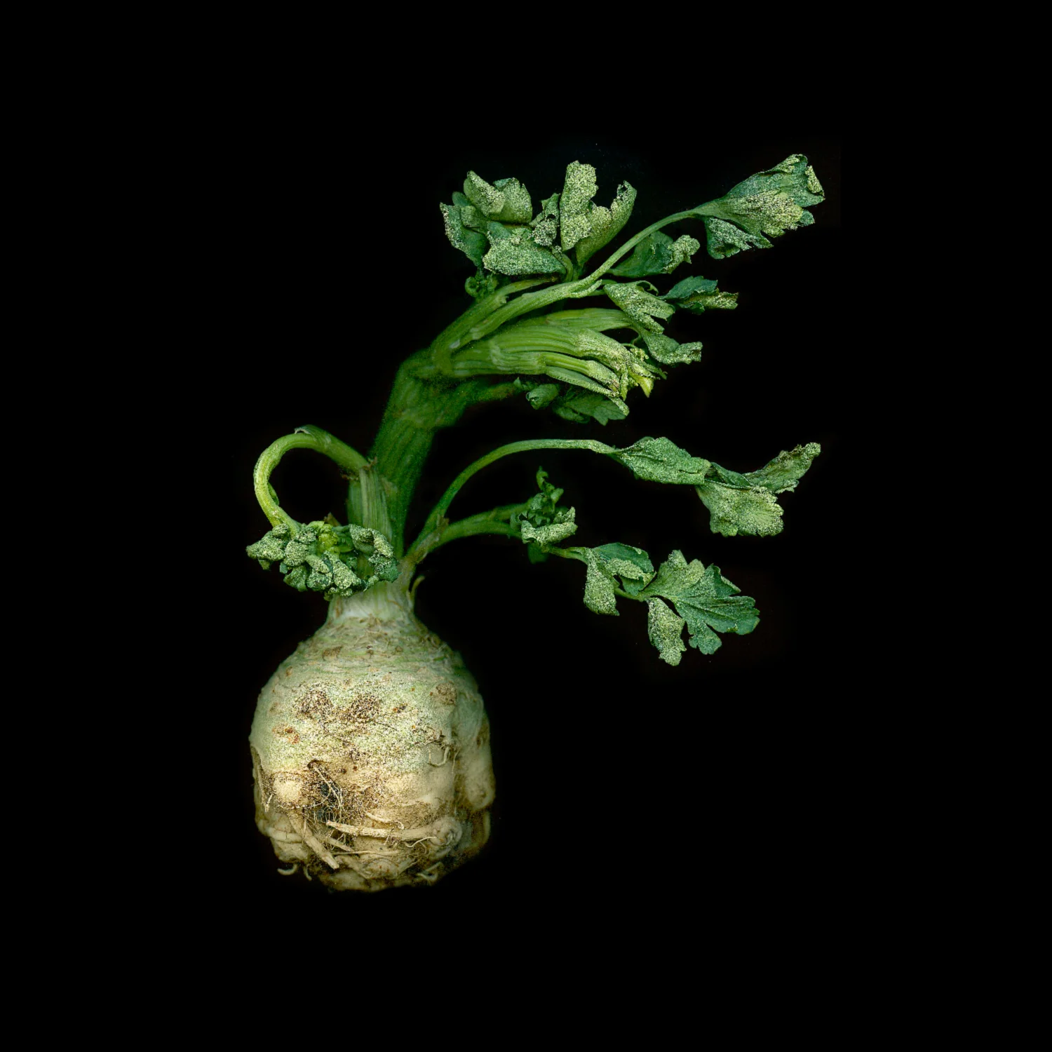 celeriac.jpg