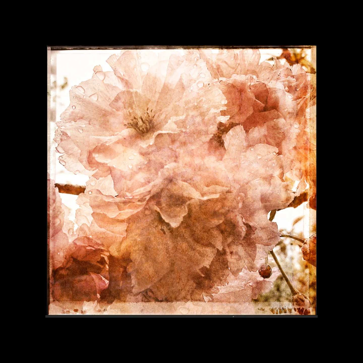 cherry_blossoms.jpg