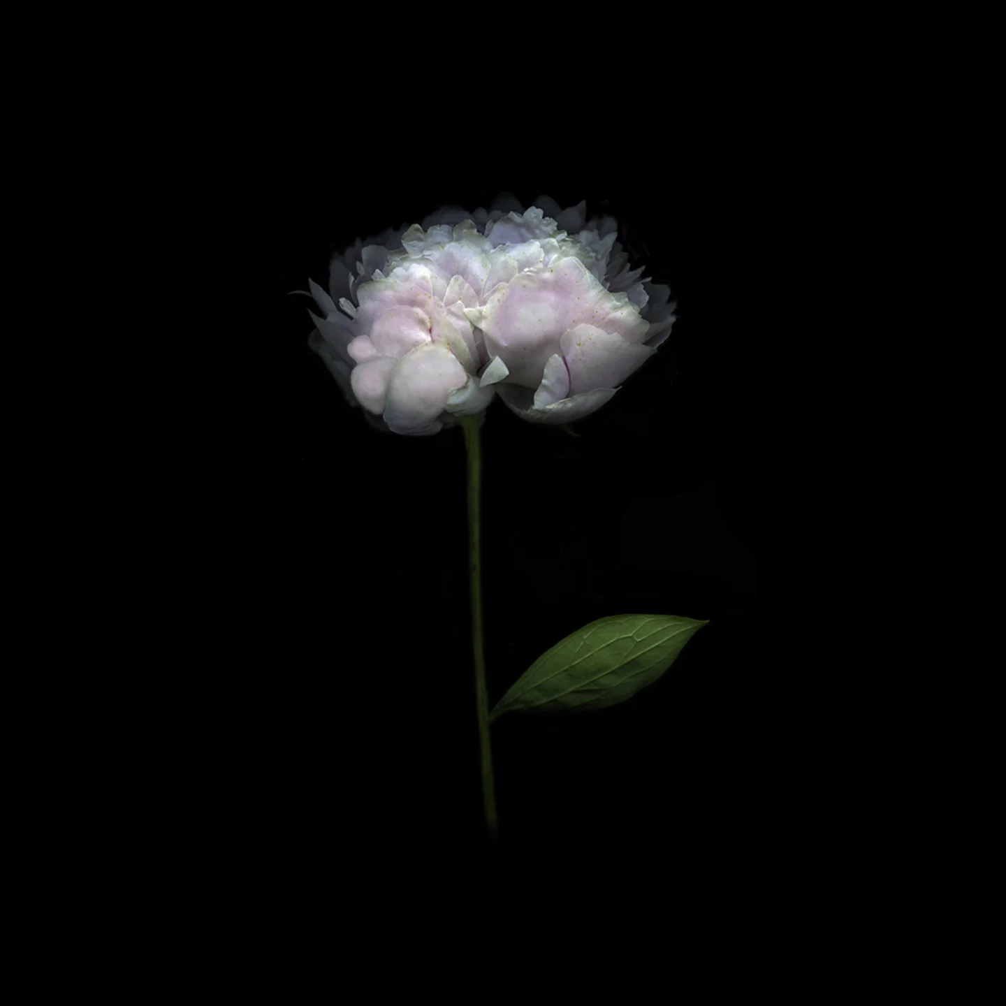 peony064.jpg