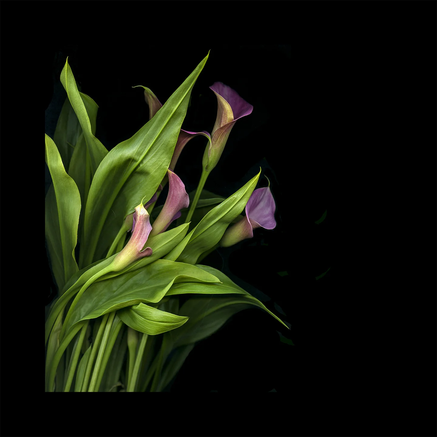 pink_callas 045.jpg