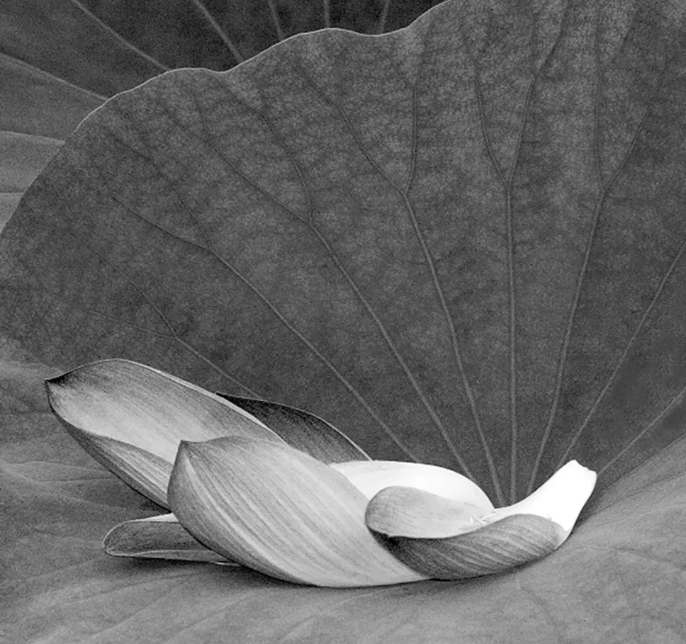 lotus-petals-bw2B-----.jpg