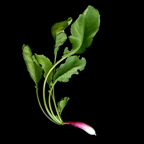  French radish from an organic farm one half mile from home.
