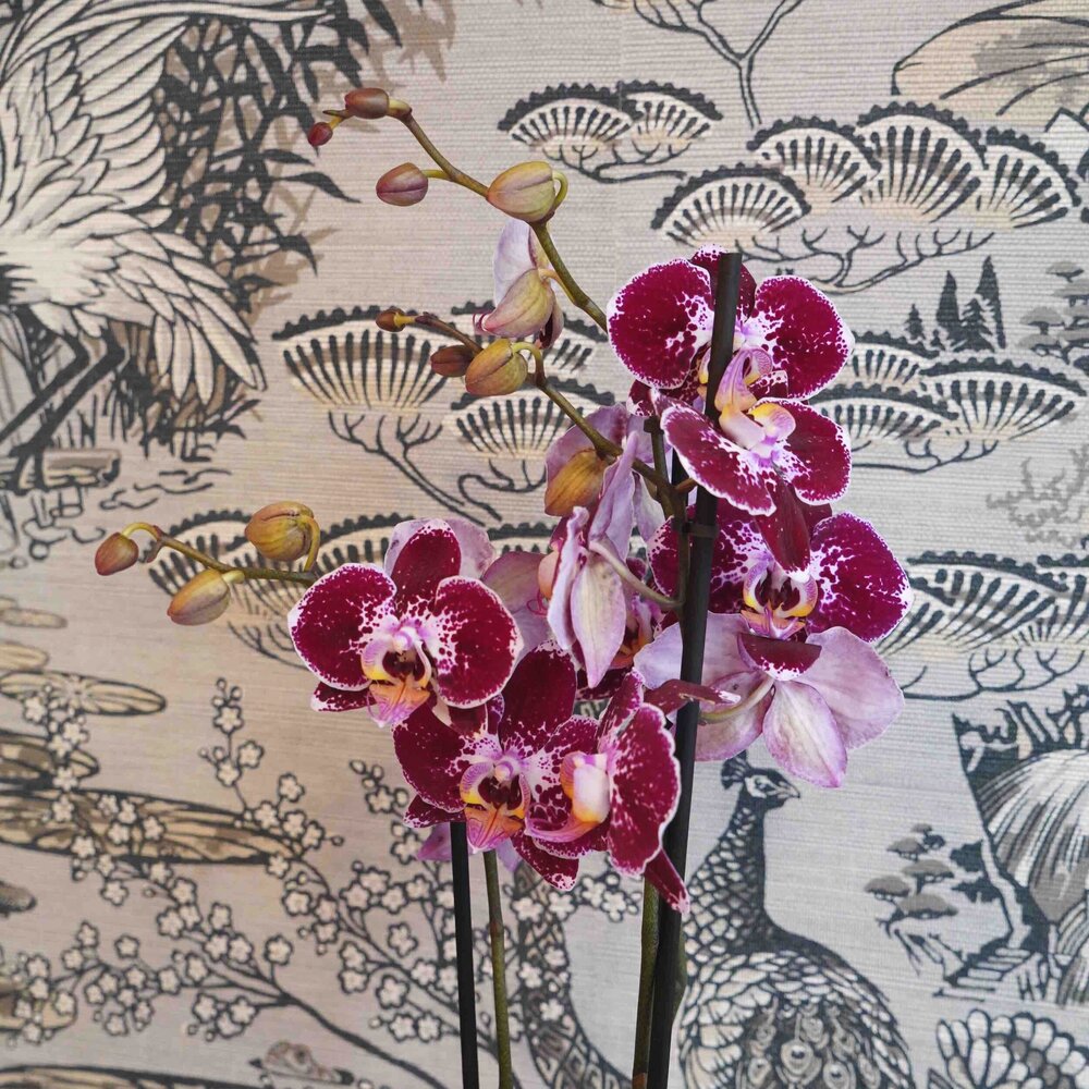 Orchidée Phalaenopsis de couleur dans cache-pot — BOYA - Fleurs & Maison
