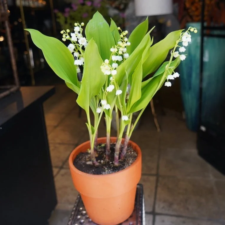 Potted lily of the valley