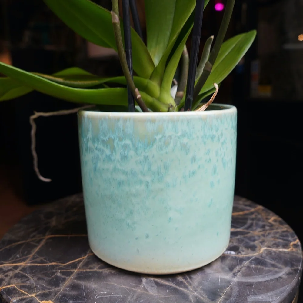 Colored Phalaenopsis orchid in a ceramic planter  BOYA - Fleurs & Maison