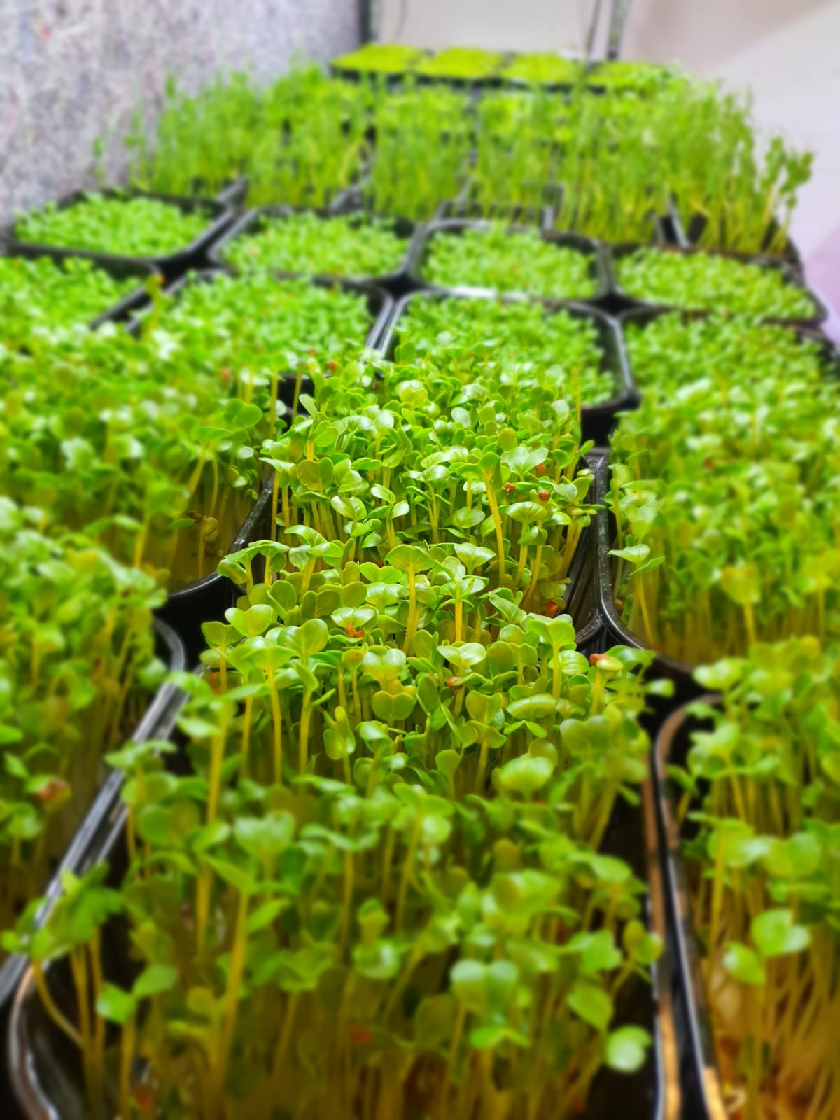 Radish Microgreens
