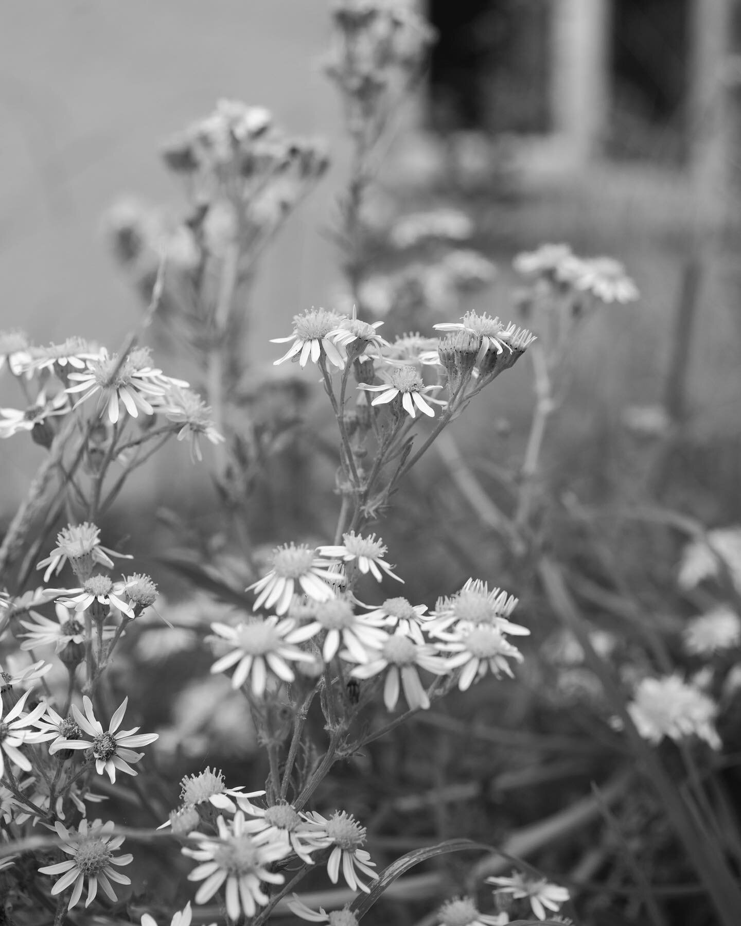 Ragwort, Jacobsen vulgris
.
.
.
.
#wildlife #ukwildlife #botany #wildflowers #photography