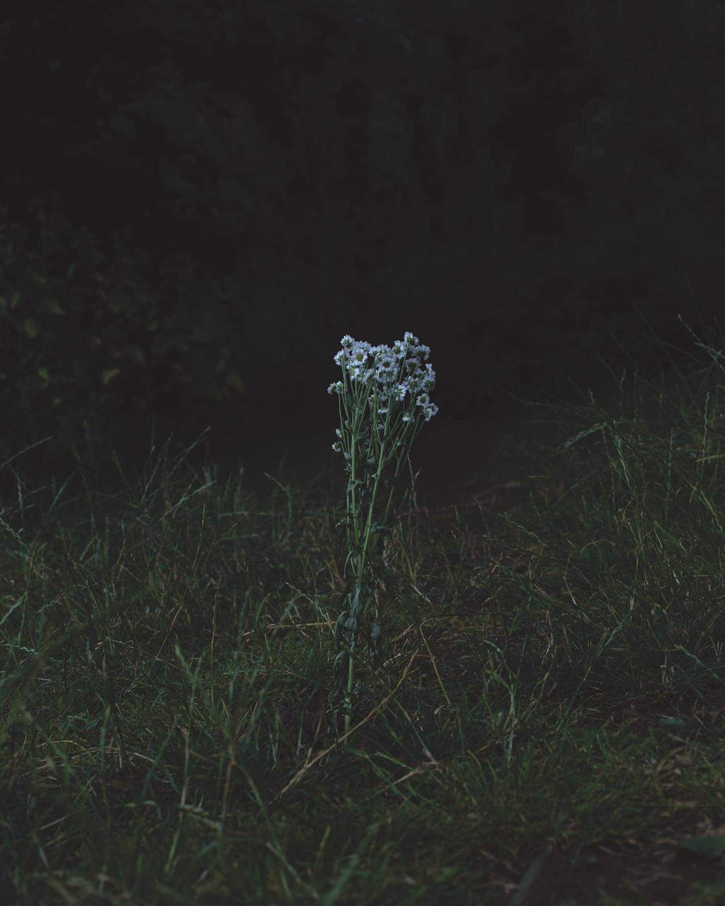 As I strolled around the castle grounds, I noticed these flowers and thinking how strange it was for them to be growing like that. 
They&rsquo;ve in fact been placed there on purpose for a reason I wont ever know. Maybe a unmarked grave? A bad date? 