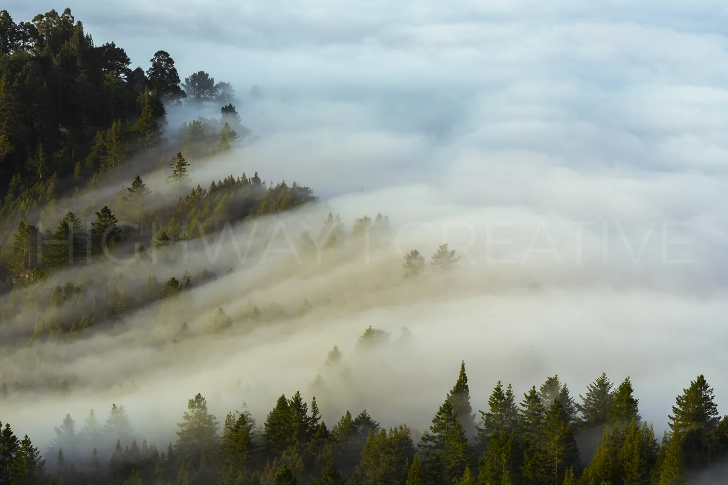 Morning Mist In Mill Valley
