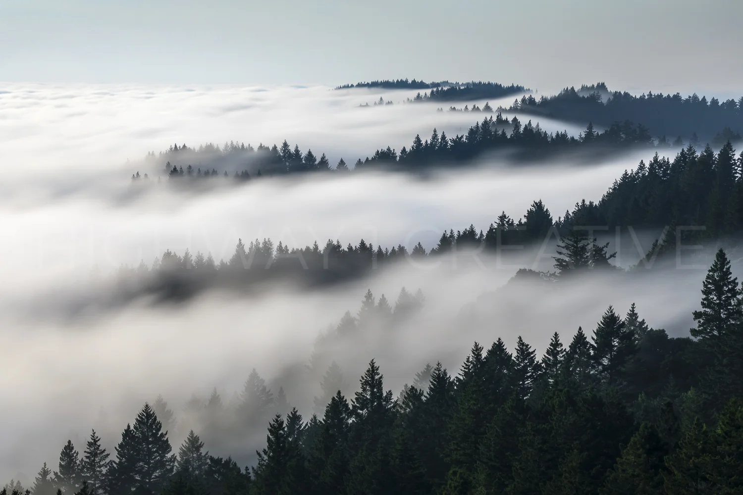 Fog Forest