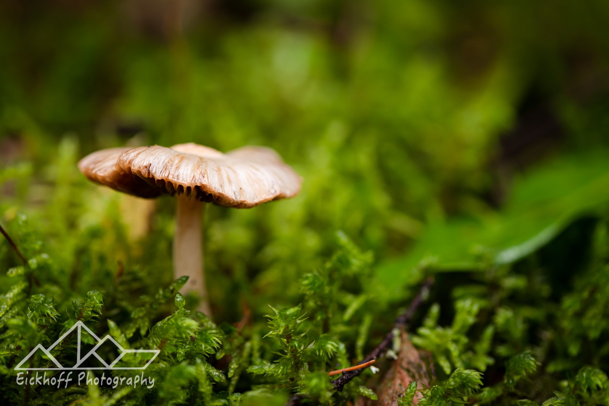 Eickhoff-Photography-macro-FBWM-1107.jpg