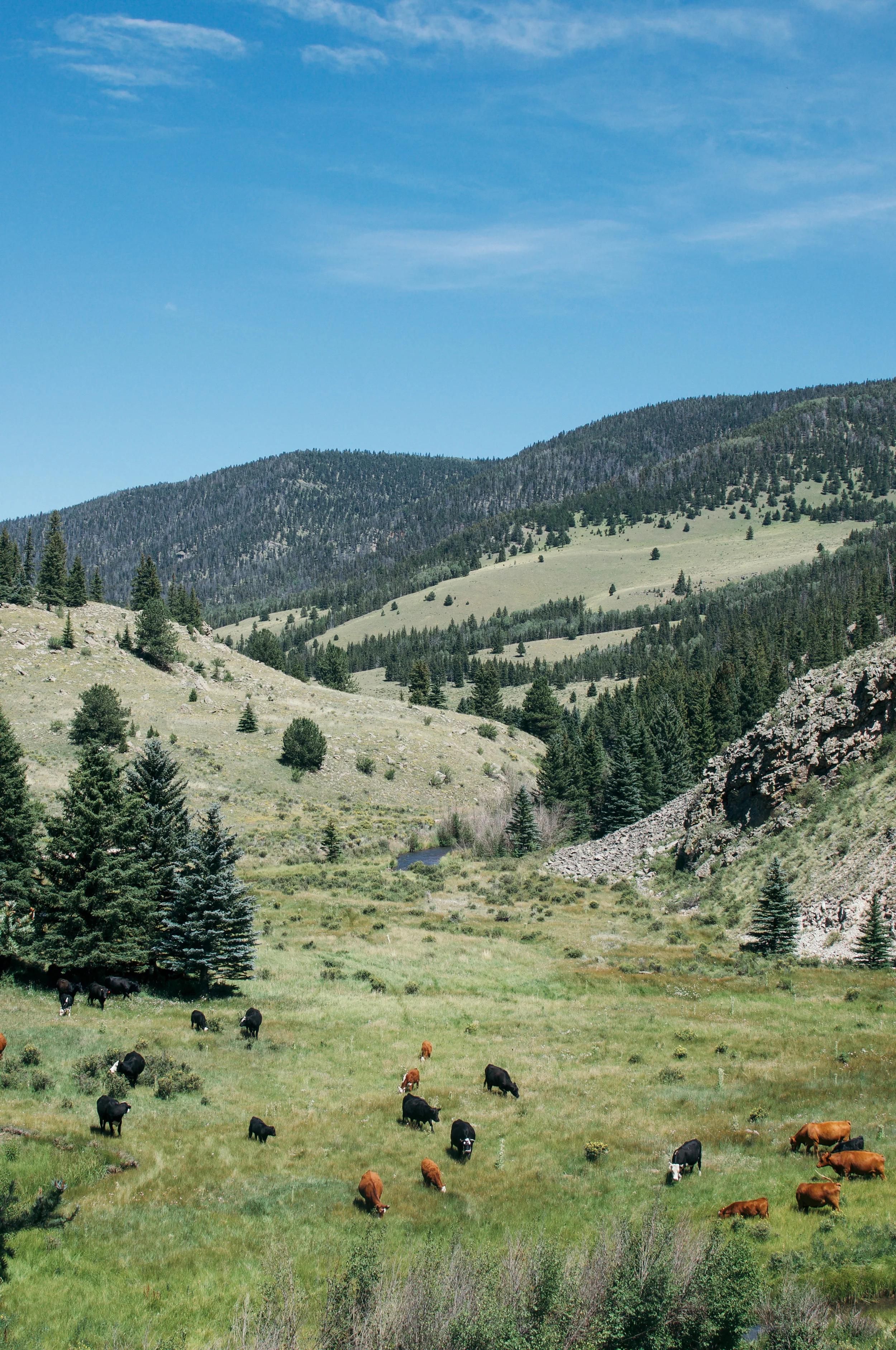 DSC_0514.jpg