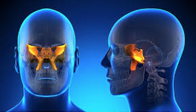 The sphenoid bone illuminated, floating inside the skull.
