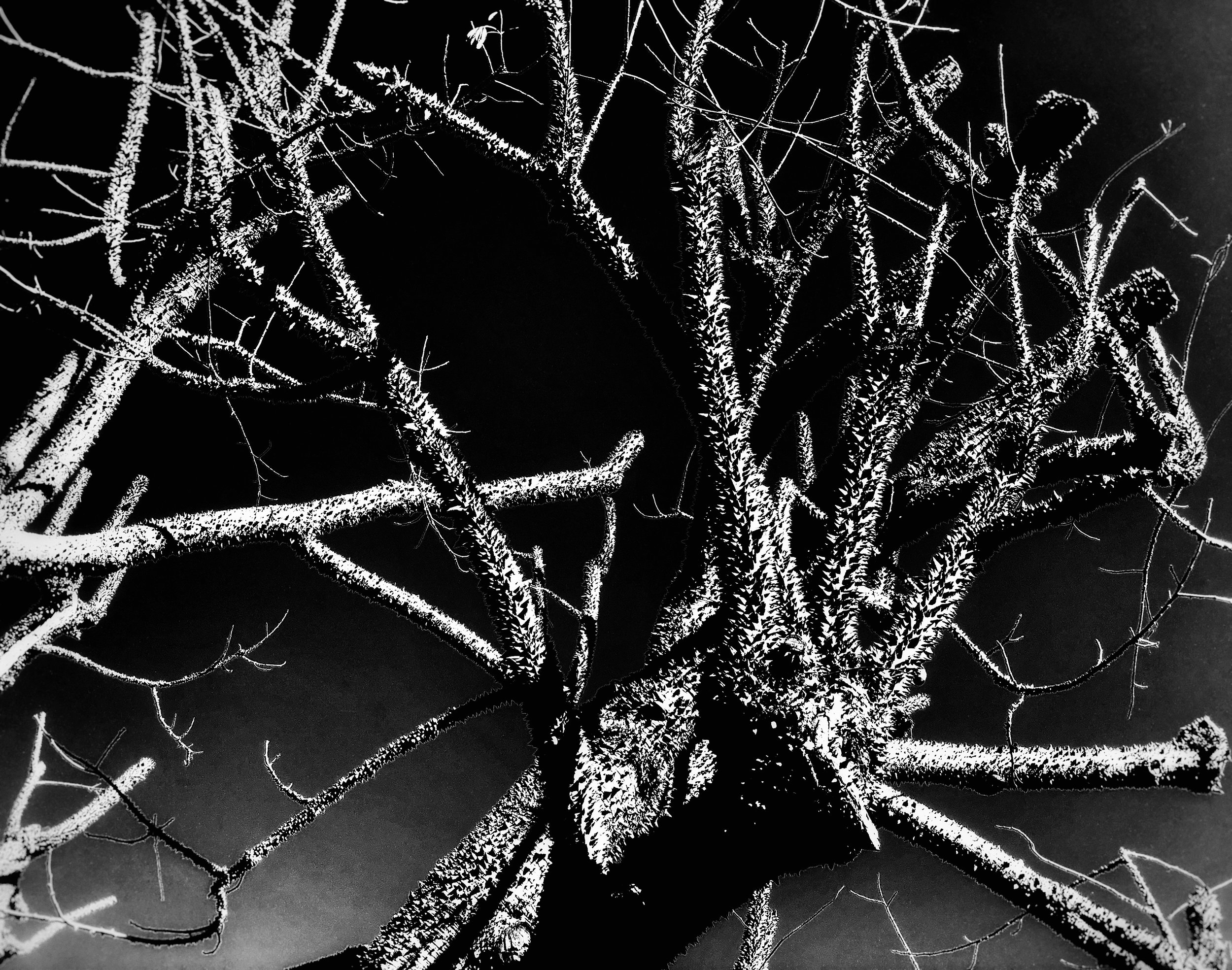 Noir Branches.jpg