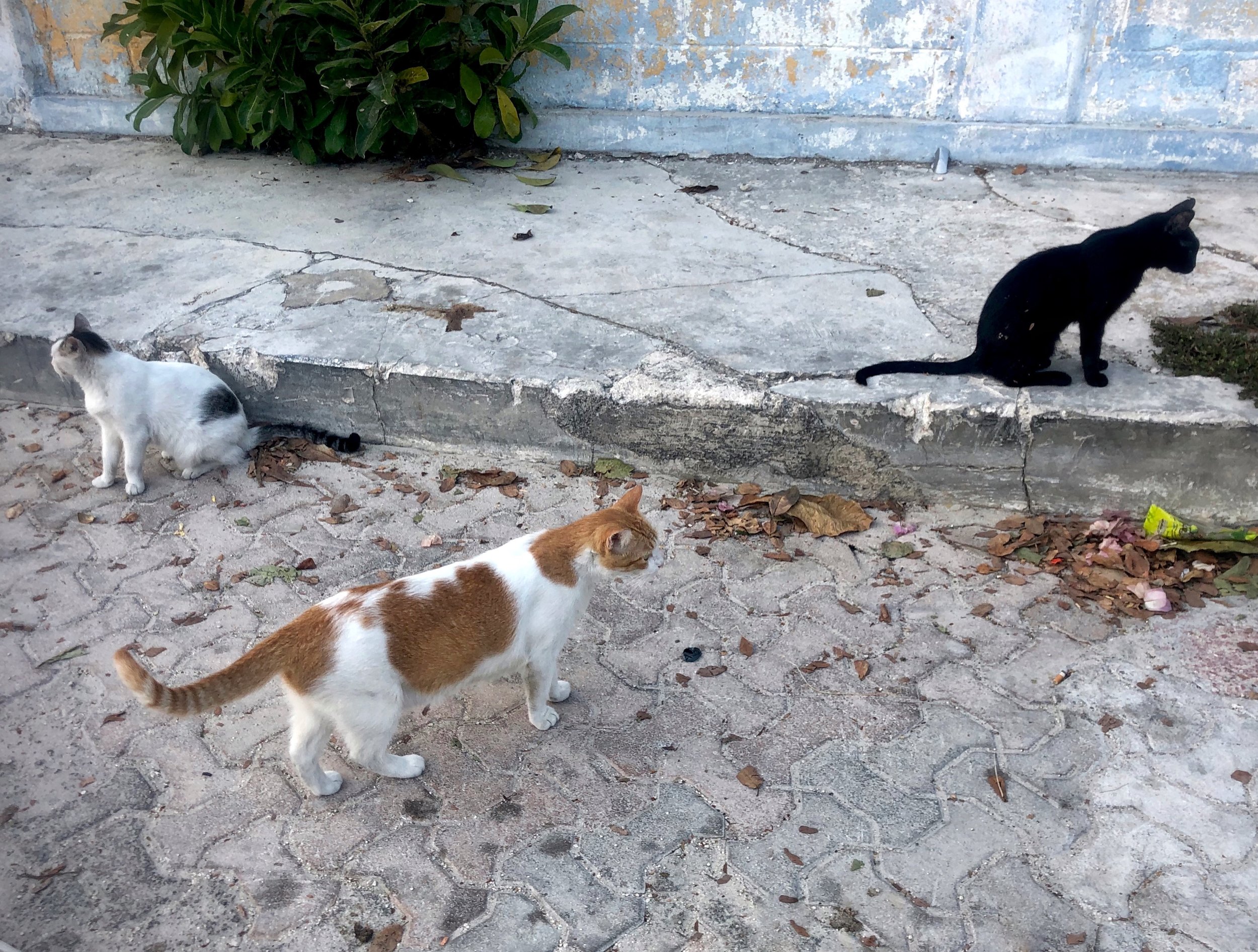 Isla Gatos