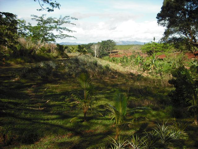 property view with trees.jpg