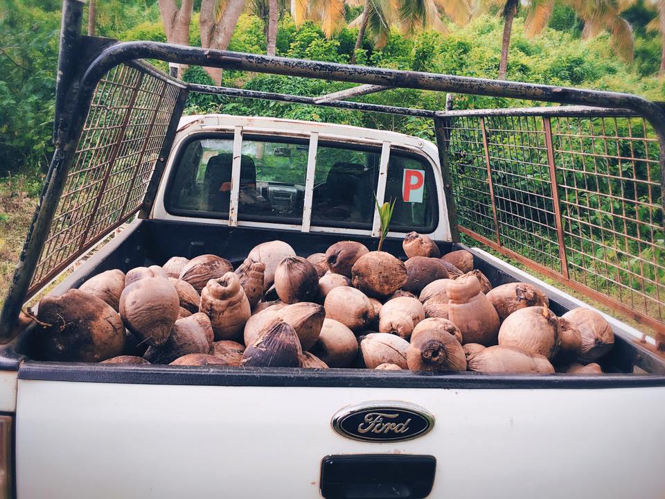 coconuts .jpg
