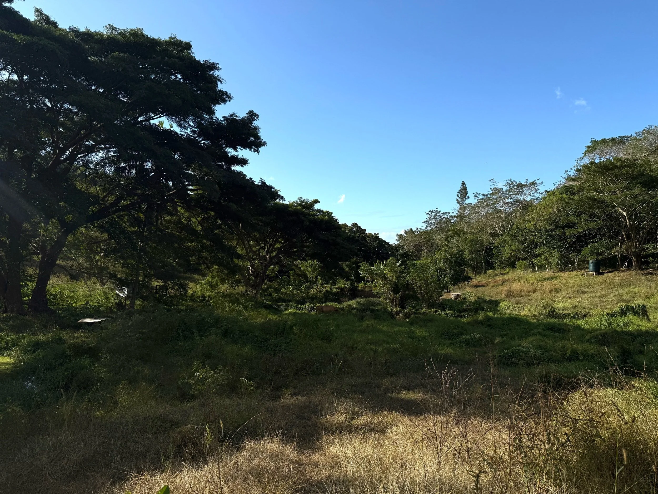 IMG_3242.jpeg