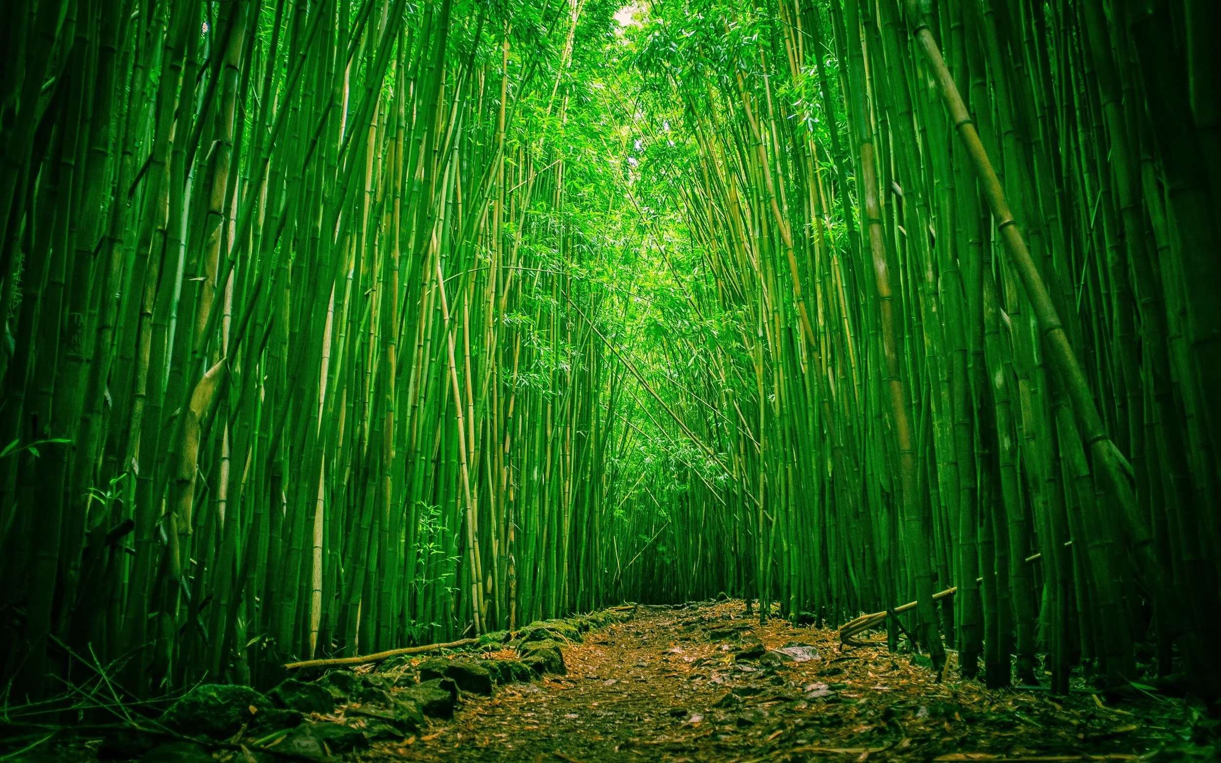 Bamboo-Forest-Wallpaper-Photos.jpg