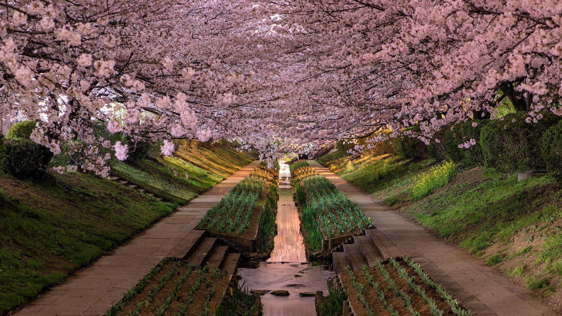 World___Japan_Spring_flowering_garden_in_Japan_096291_.jpg