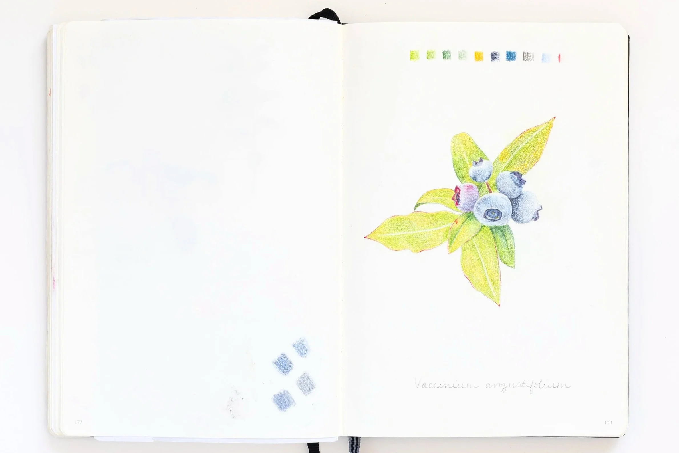 double-pages sketchbook dessin bouquet de bleuets attachés à leurs feuilles
