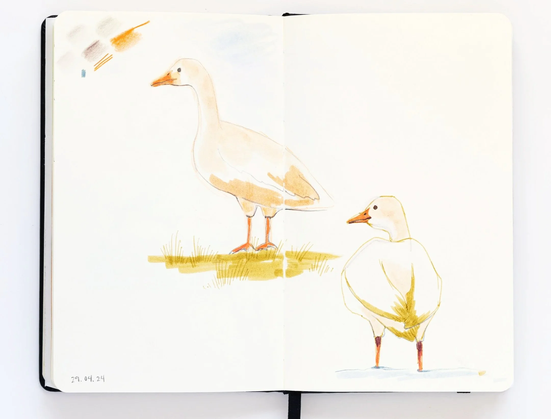 double-pages sketchbook esquisse d'oies blanches posées au sol