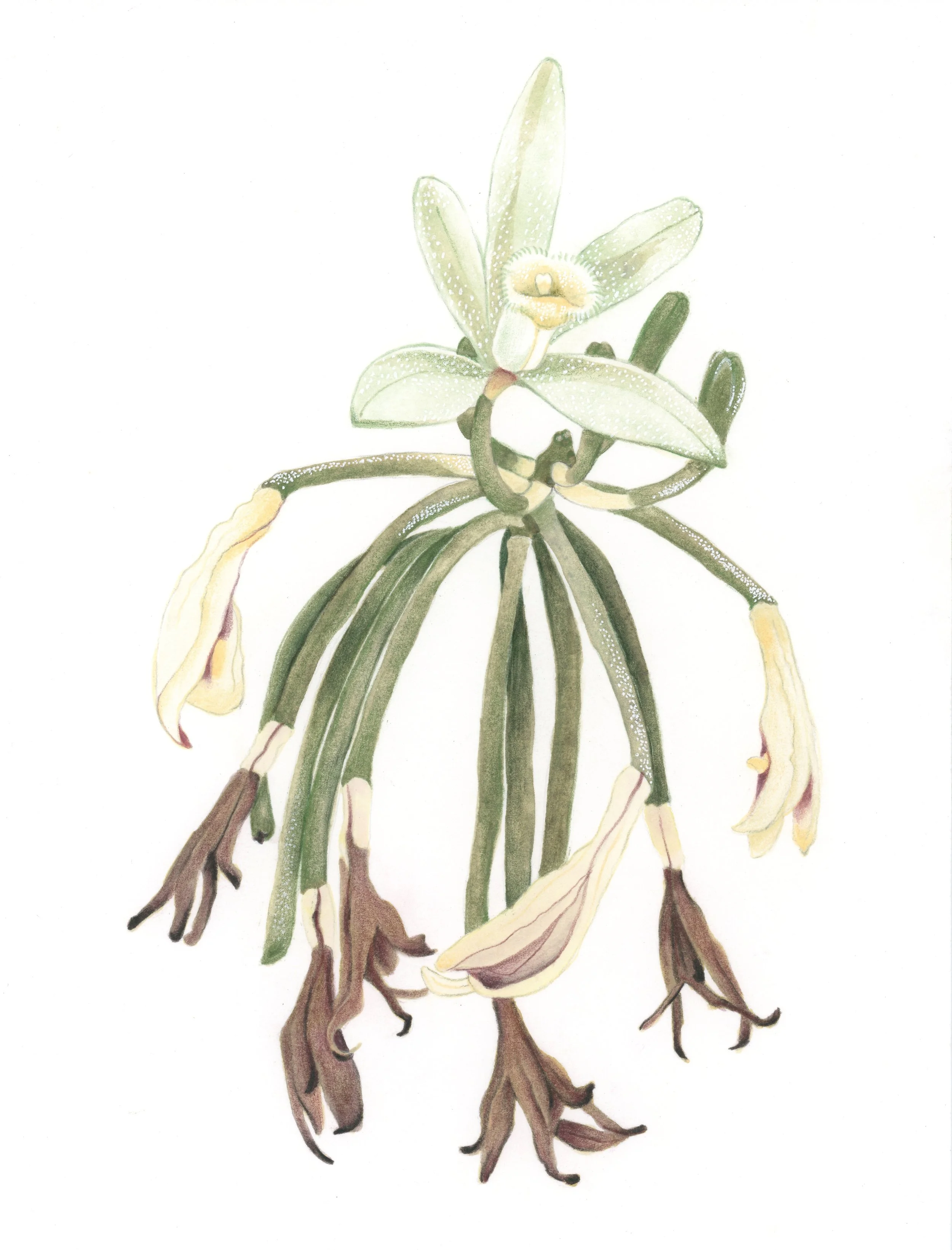 dessin fleur de vanille avec son fruit en gousse