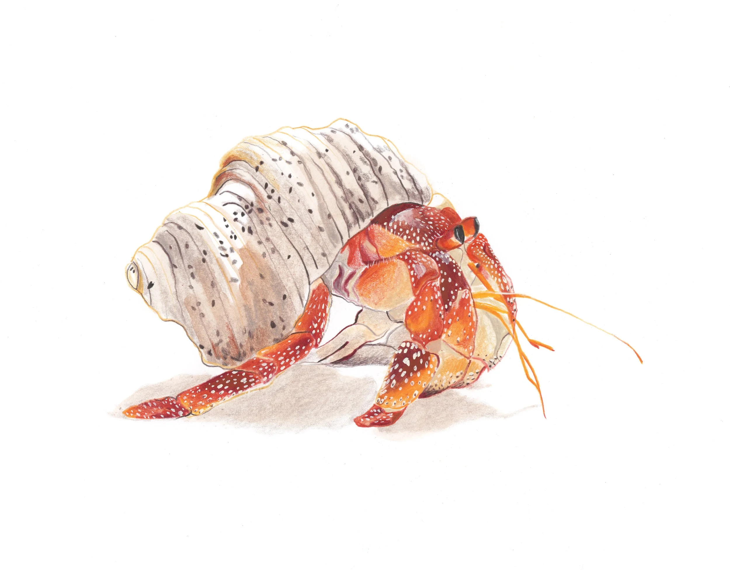 Illustration crustacé Bernard l'hermite rouge orangé avec coquillage beige