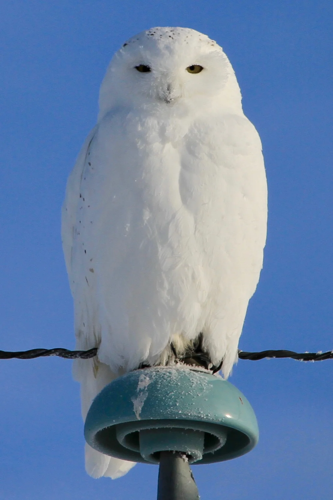 Snowy owl ( Bubo scandiacus ) in Camrose, Alberta/Treaty 6 territory.