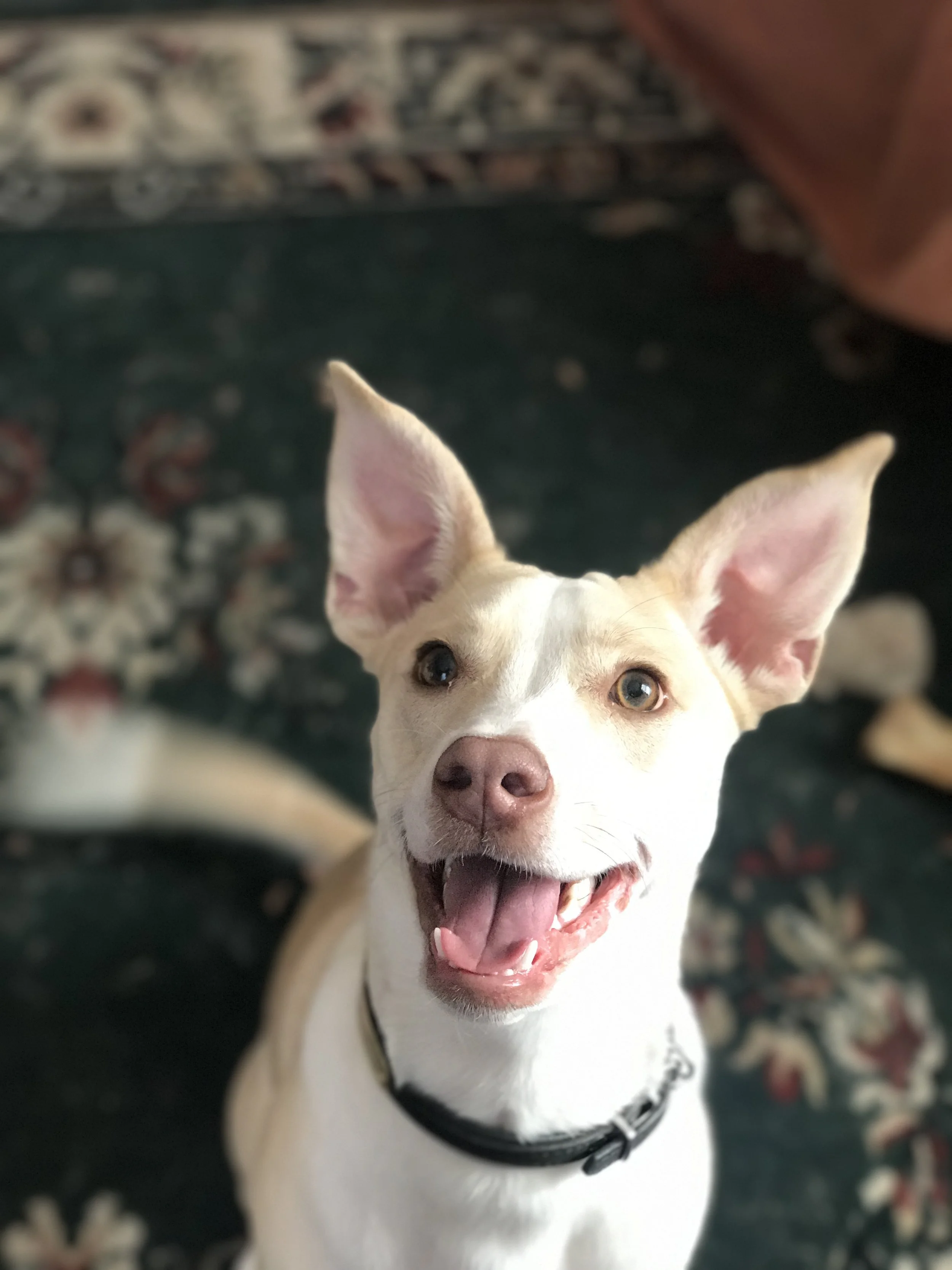 woof local